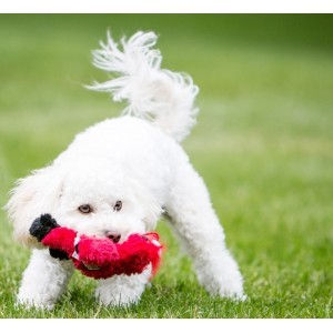 Kong Wild Knots til hunde