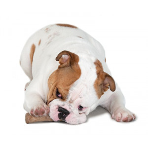 Petstages Dogwood Stick til hunde