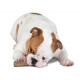 Petstages Dogwood Stick til hunde