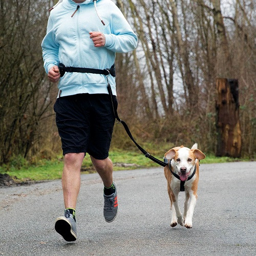 Løbebælte med hundesnor | udvalg af hundesnore