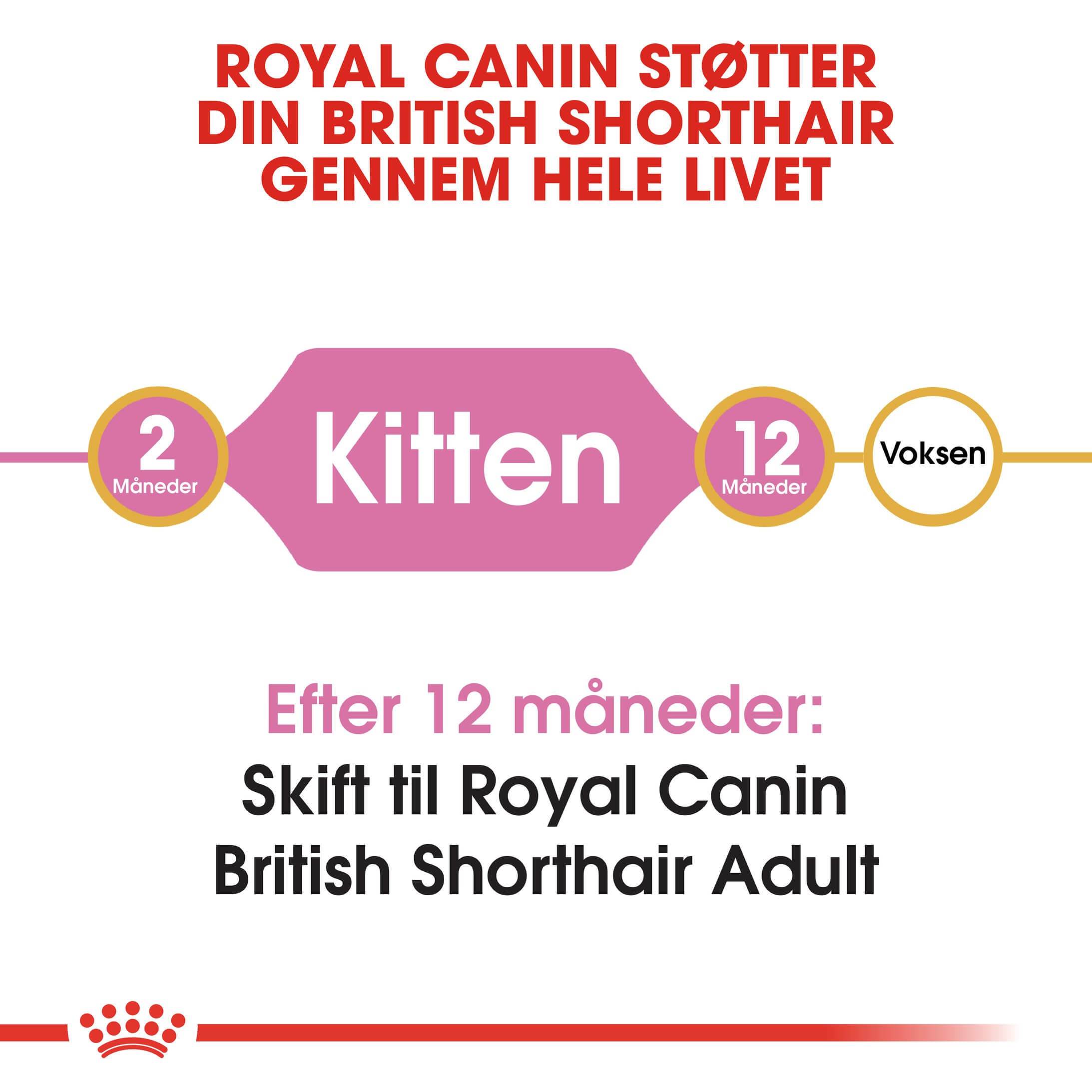 Royal Canin Kitten British Shorthair kattefoder