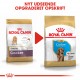 Royal Canin Puppy Cocker Spaniel hundefoder