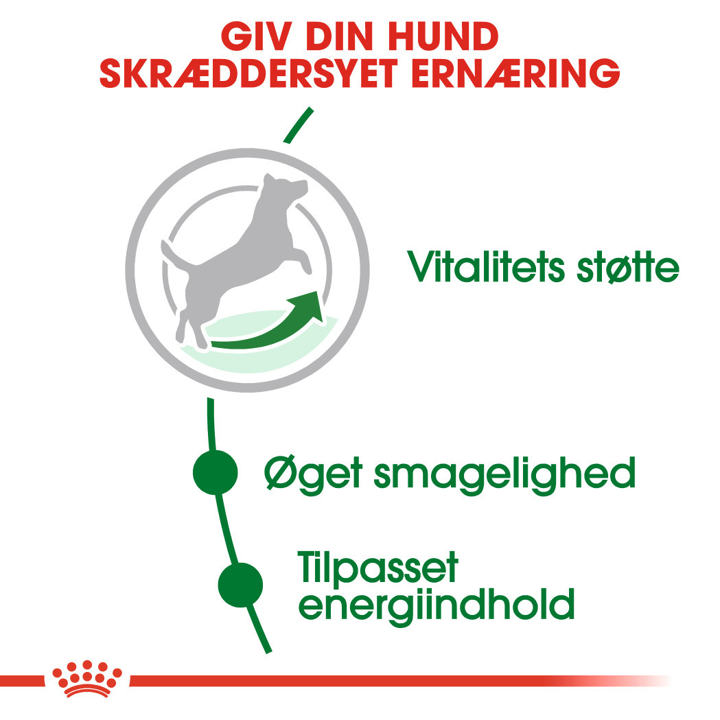 Royal Canin Mini Adult 8+ hundefoder