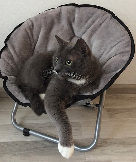 Relax stol til katte og små hunde