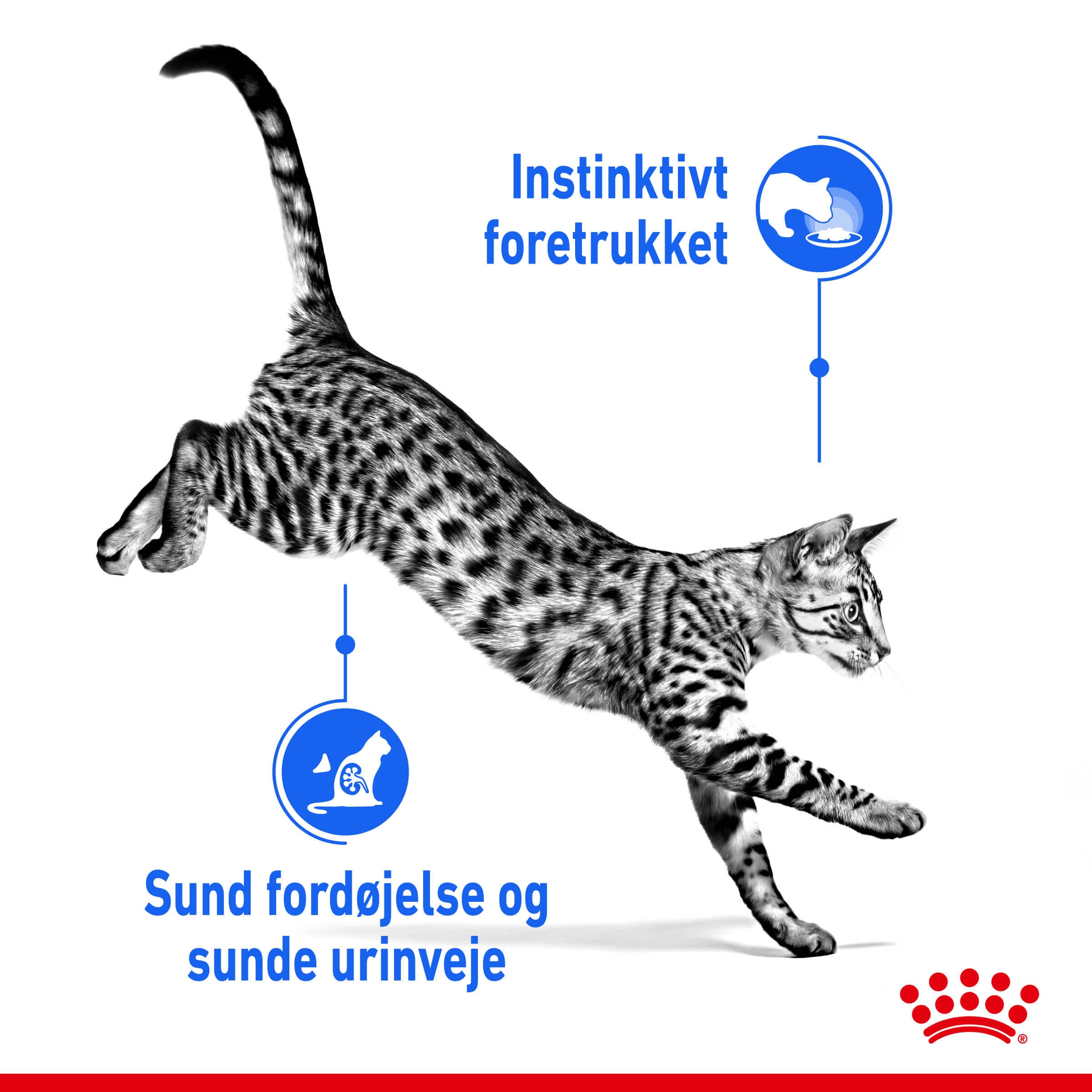 Royal Canin Indoor Sterilised in Gravy kattenvoer x12