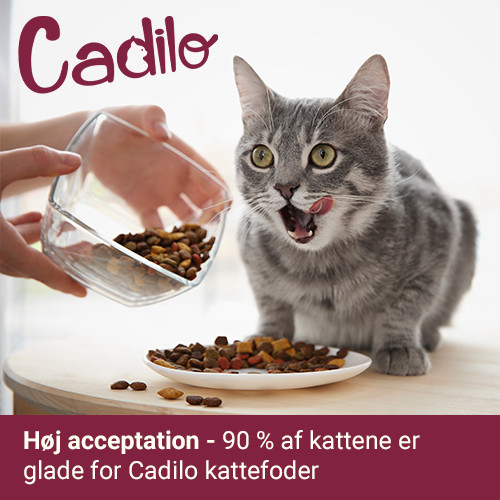 Cadilo Senior kattenvoer