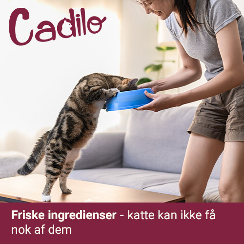 Cadilo Adult Grainfree w/Fresh Chicken - premium kattenvoer