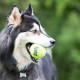 Kong Squeakair Tennisbold til hunde