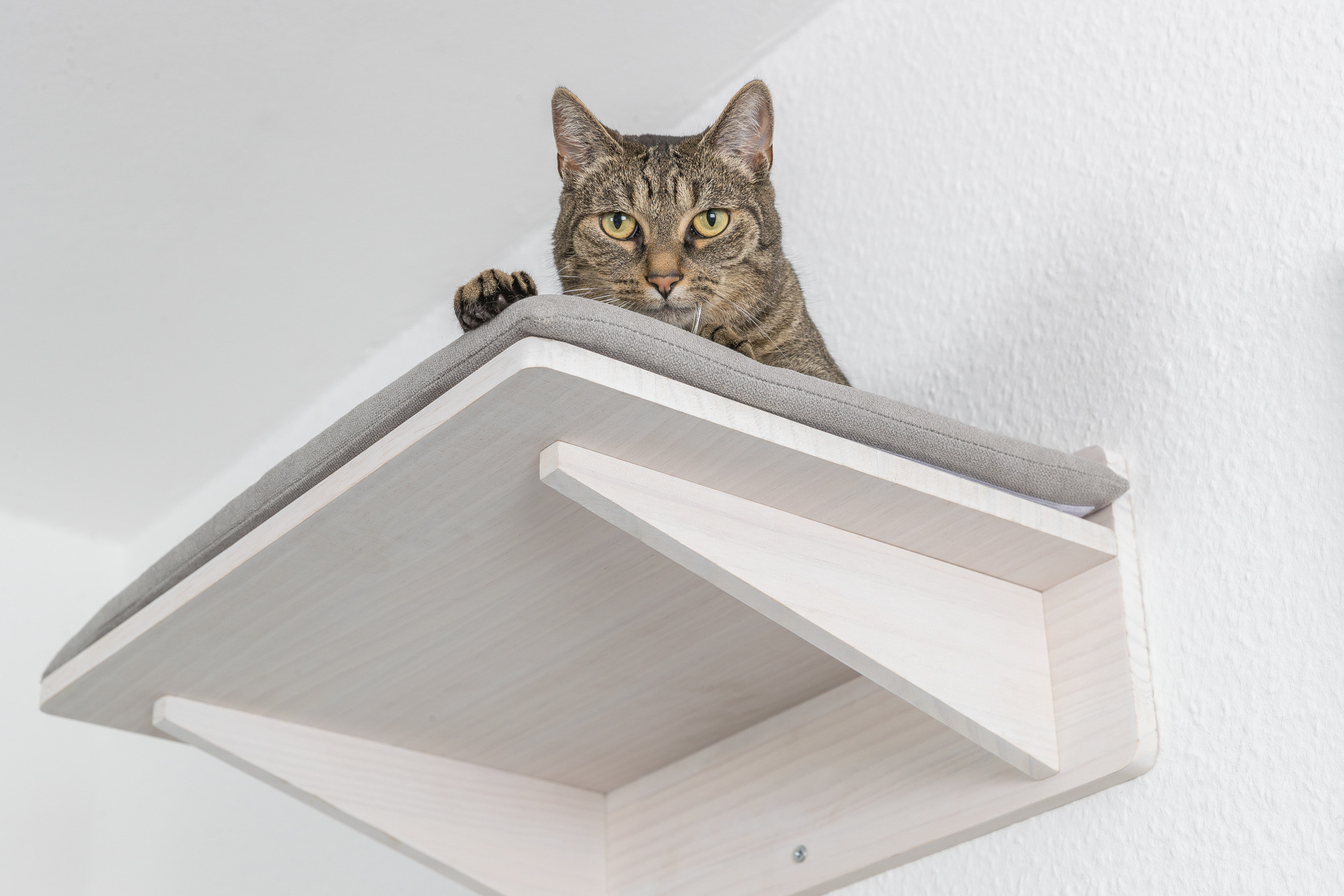Trixie ligplateau kat voor aan de muur
