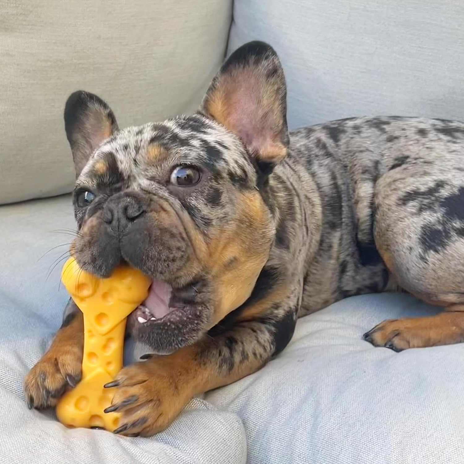 Nylabone Power Chew nylon kauwbot hond (kaassmaak)