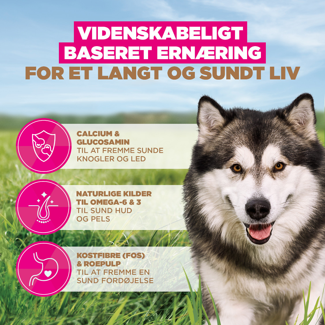 Eukanuba Adult L/XL graanvrij zeevis hondenvoer