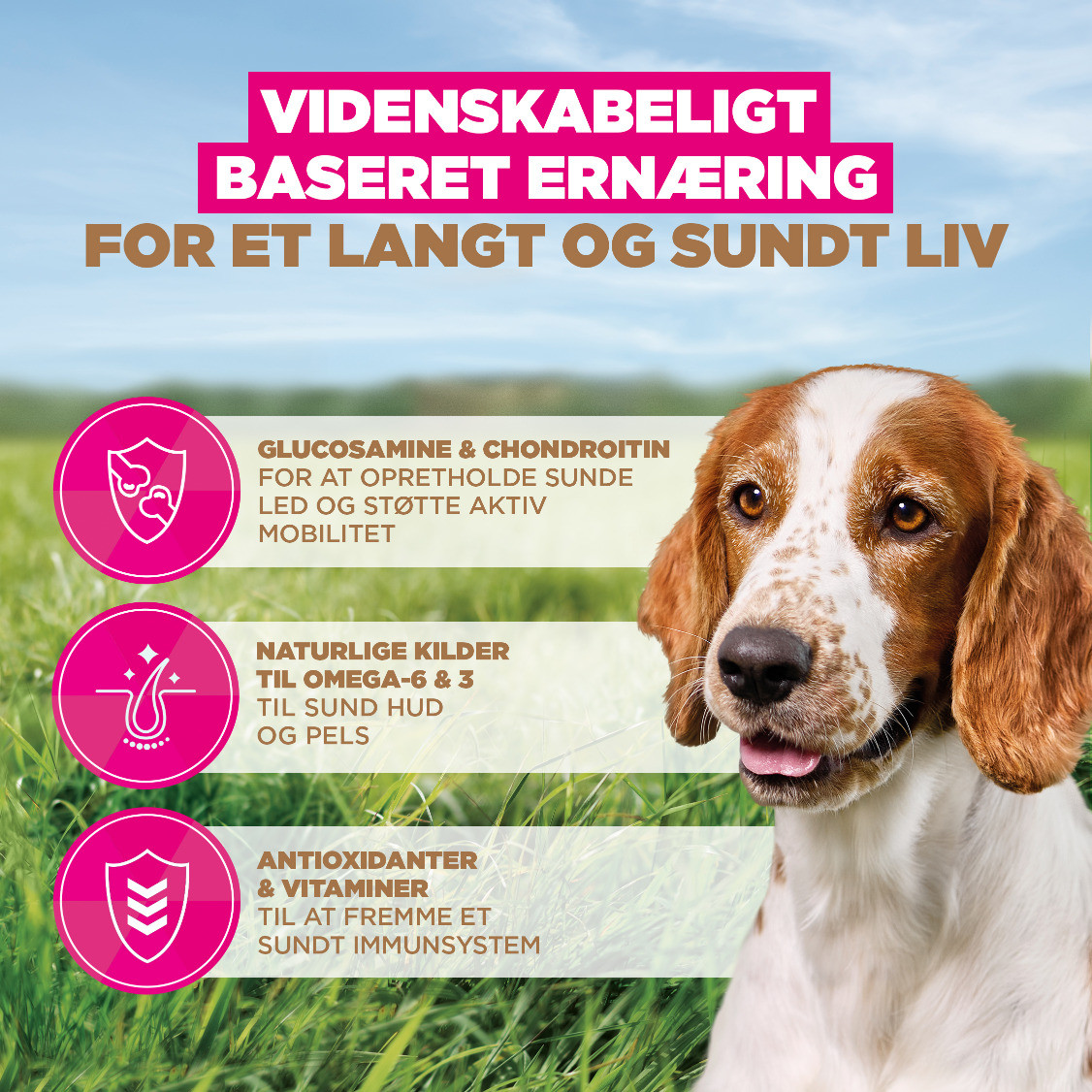 Eukanuba Senior Small & Medium met oceaanvis graanvrij hondenvoer