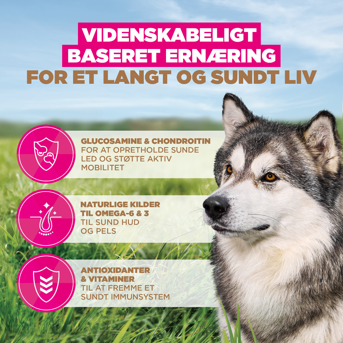 Eukanuba Senior Large met oceaanvis graanvrij hondenvoer