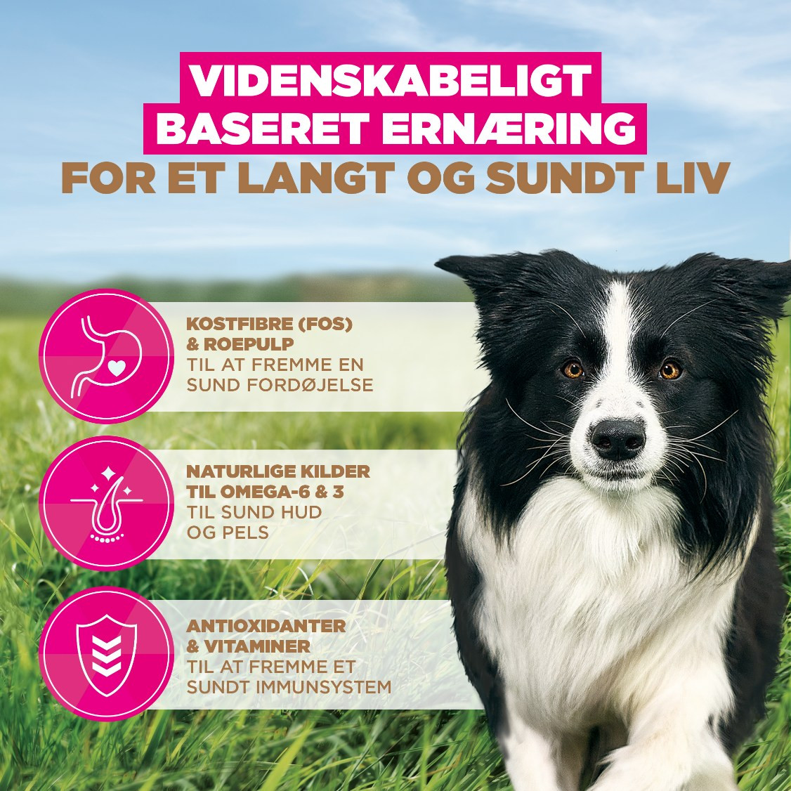 Eukanuba Adult Small & Medium kip graanvrij hondenvoer
