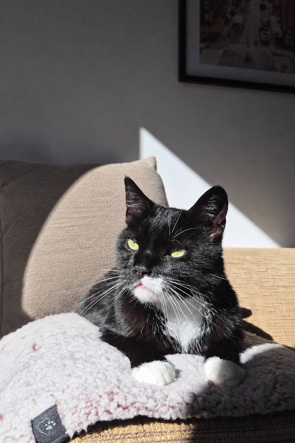 Warmtereflecterende ligmat Calida voor hond en kat