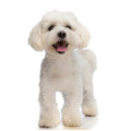 Bichon hundefoder