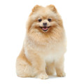 Pomeranian hundefoder