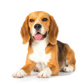 Beagle hundefoder