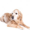 Senior Hundefoder