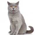 British Shorthair Kattefoder