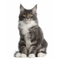 Maine Coon Kattefoder